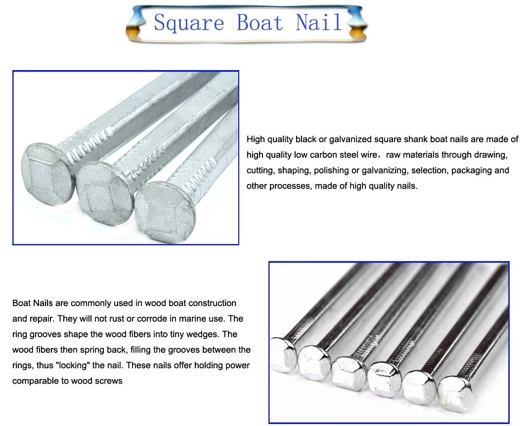 1&prime;&prime; - 6&prime;&prime;length Galvanized Square Shank Nail Iron Common Nail Square Boat Nail with Competition Price